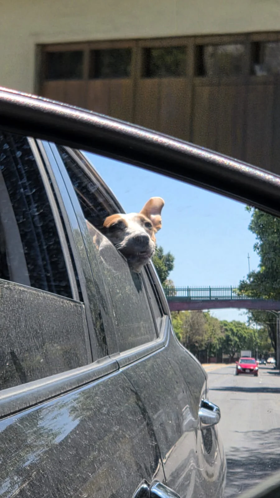 Jolette asomando la cabeza por la ventana del auto