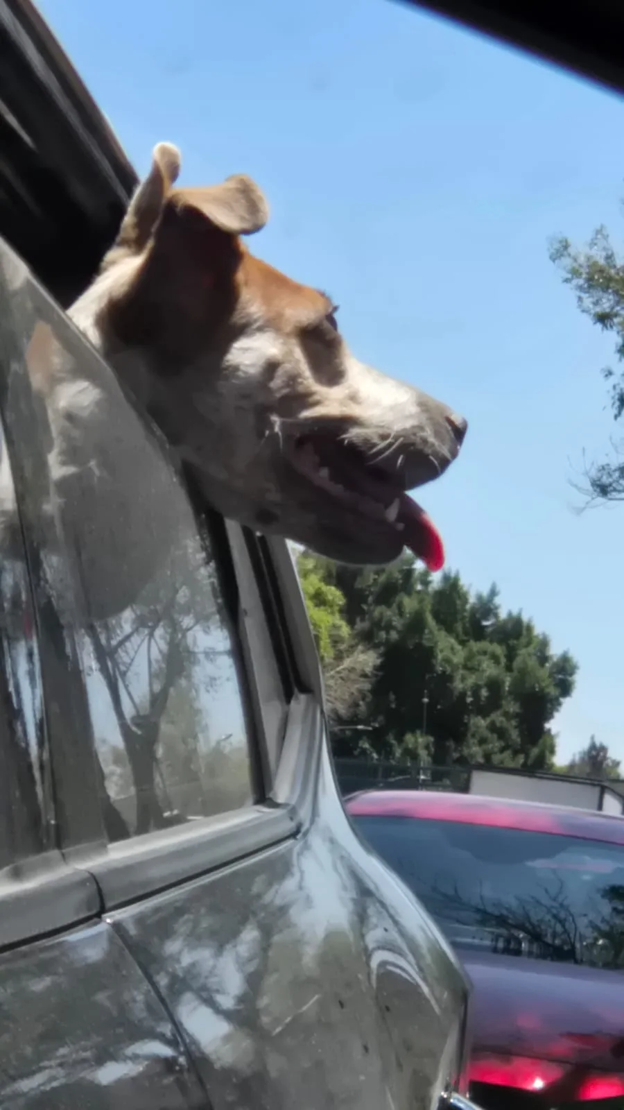 Jolette disfrutando el trayecto en automóvil