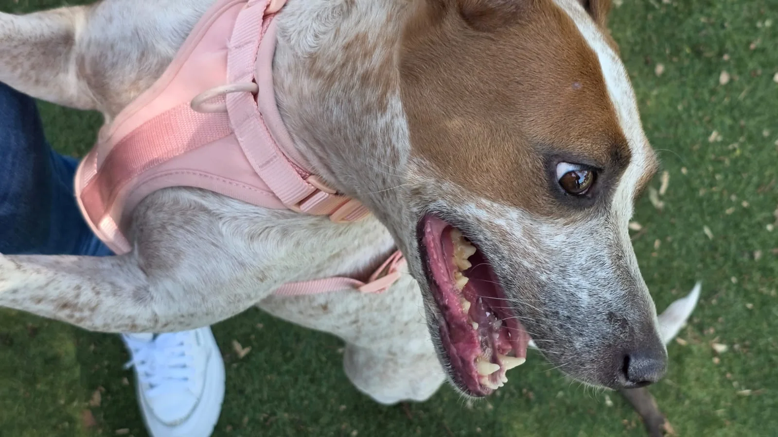 Jolette muy contenta durante su paseo