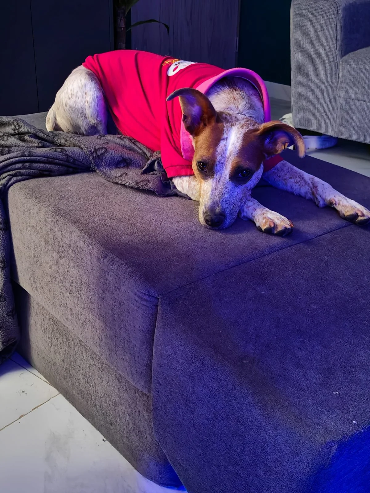 Jolette con sudadera descansando después de su día